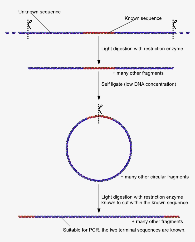 Inverse Pcr 2 - Inverse Pcr, transparent png