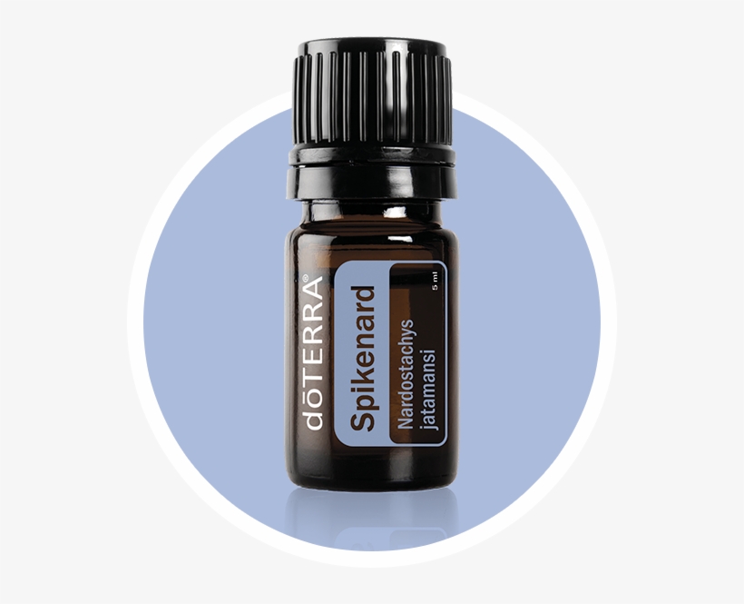 Douglas Fir Doterra, transparent png