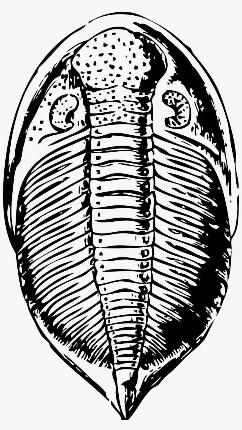 Clipart Trilobite Big Image Png - Trilobite Clipart, transparent png