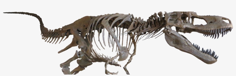 Daspletosaurus Torosus, Mounted Theropod Dinosaur Replica - Daspletosaurus Triebold Paleontology Inc, transparent png