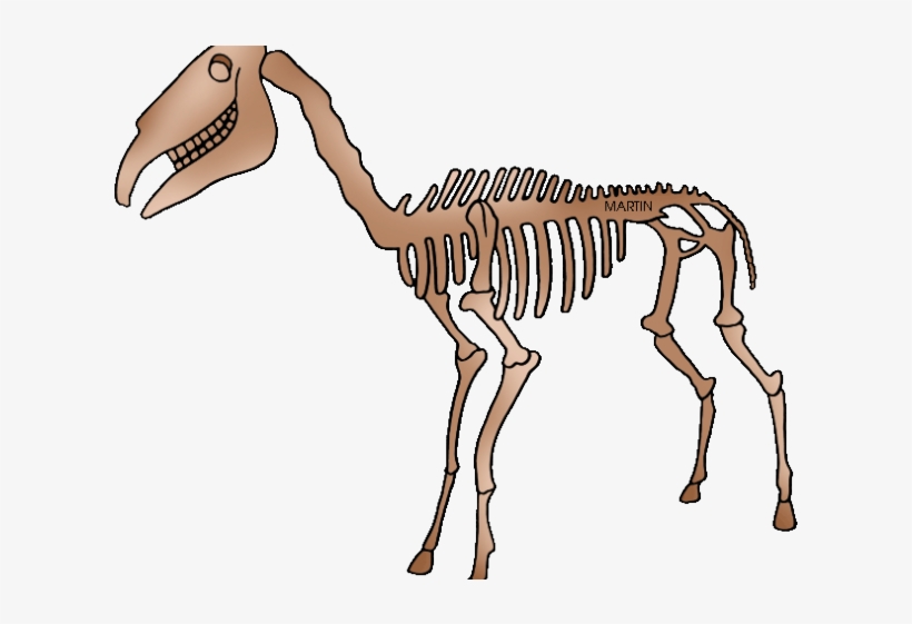 Fossil Clipart Phillip Martin - Fossils Clipart Transparent, transparent png