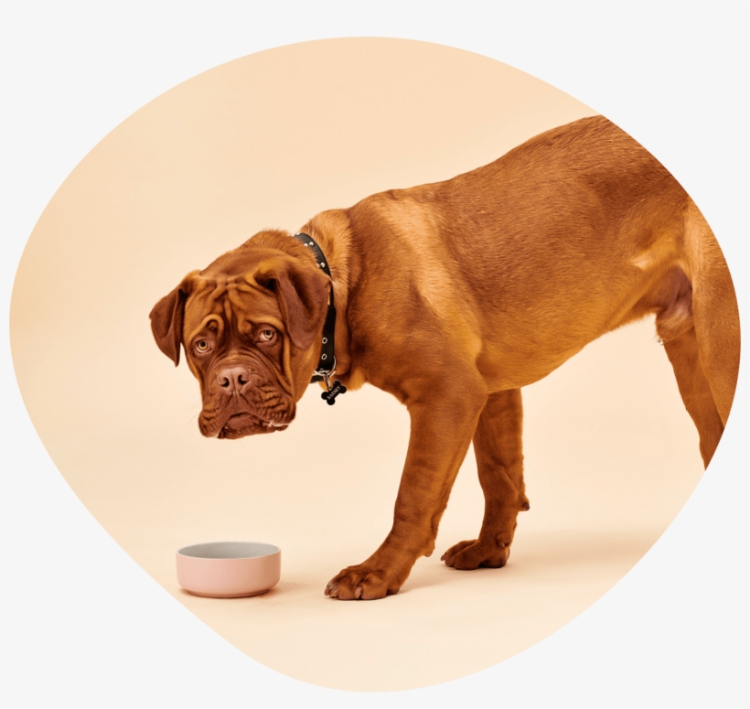 Pet Parents Have Started To Demand More From The Pet - Dogue De Bordeaux, transparent png