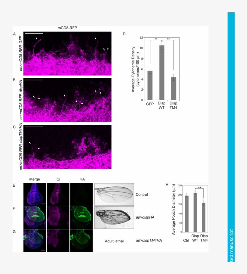 Disp Influences Cytonemes In Vivo - Graphic Design, transparent png
