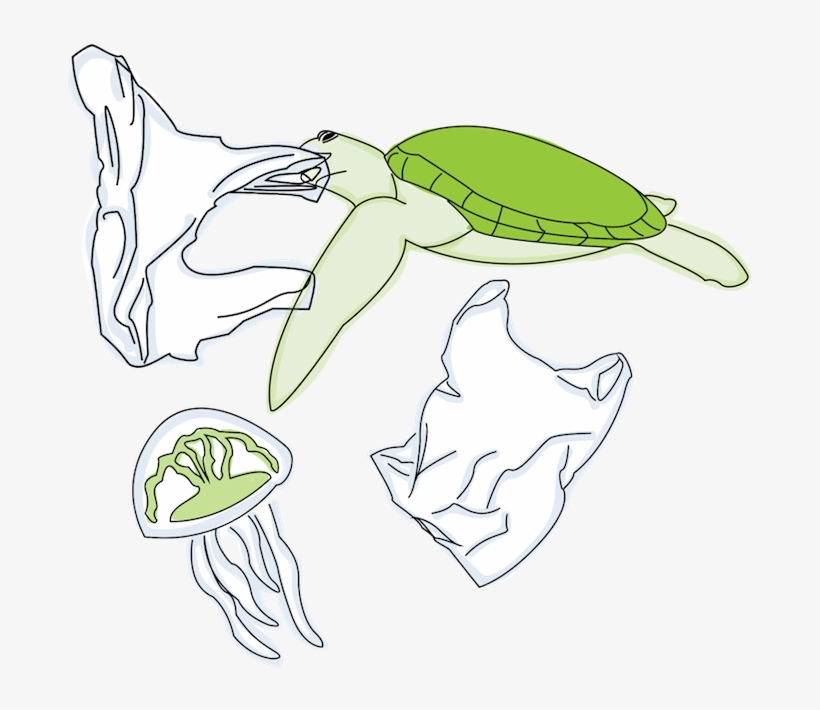 It's Estimated That Over Half Of All Sea Turtles Have - Sketch, transparent png