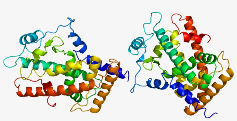 Protein Ppard Pdb 1gwx - Peroxisome Proliferator Activated Receptor Delta, transparent png