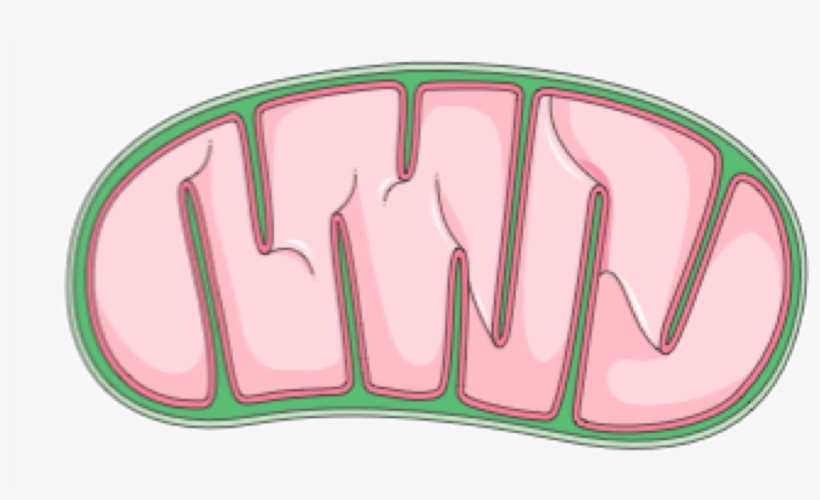 2942 X 1533 4, transparent png