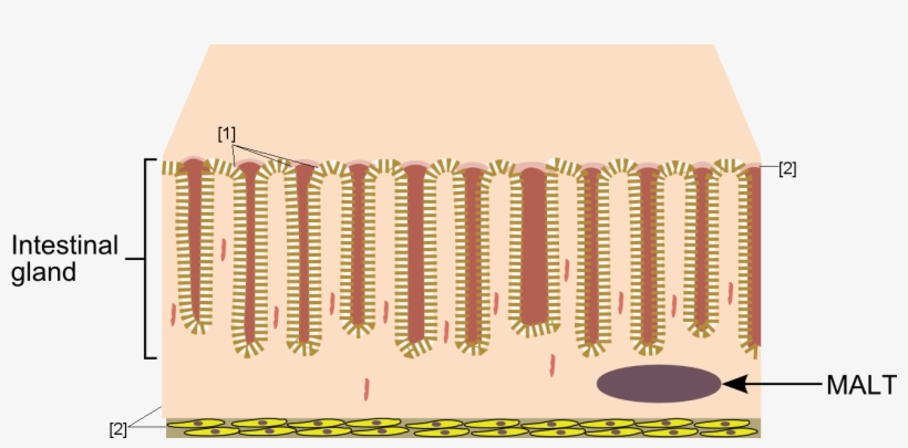 Enter Image Description Here - Illustration, transparent png