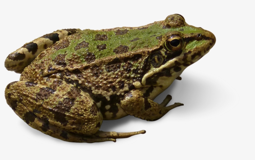 Peel N Stick Poster Of Cropped Image Transparent Background - Frog No Background, transparent png