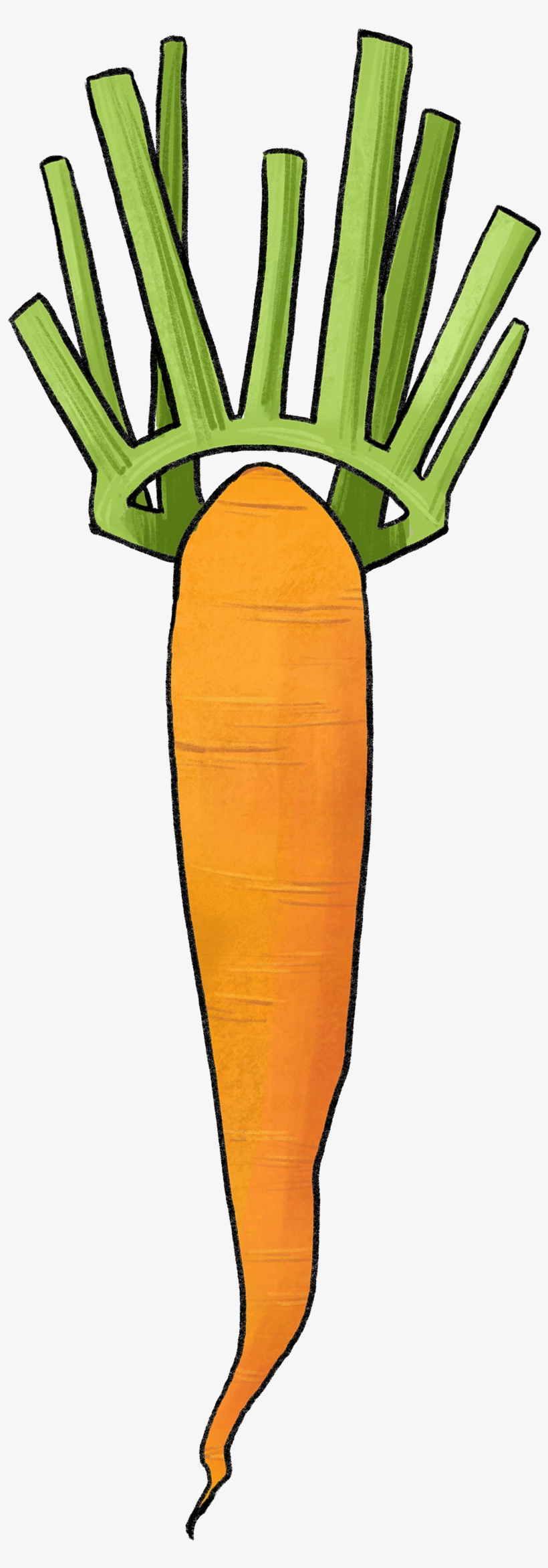 Illustration Of A Carrot With A Leaf Crown - Carrot, transparent png