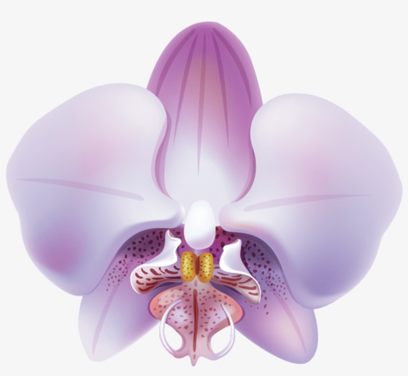 Download Orchid Png Images Background - Clip Art, transparent png