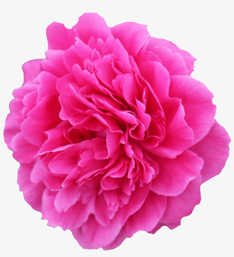 Pioen Pink Panther, transparent png