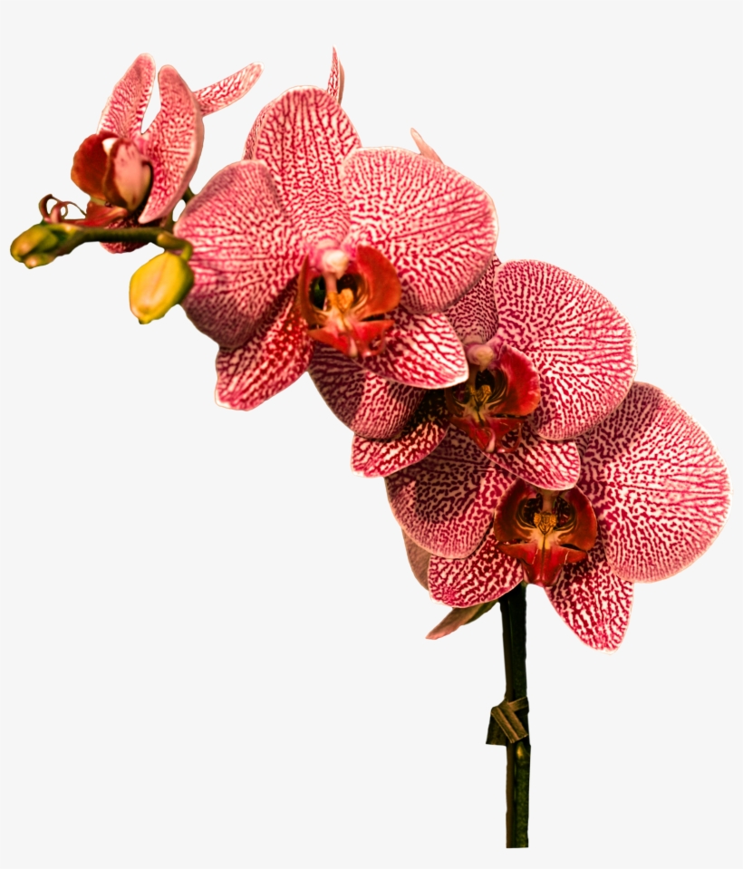 Png Images Orchid (id 34080) - Red Orchid Png - 3000x3000 PNG Download