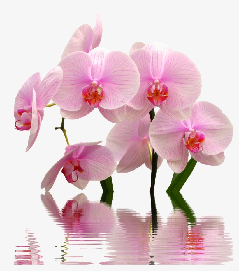 Orchids Png, transparent png