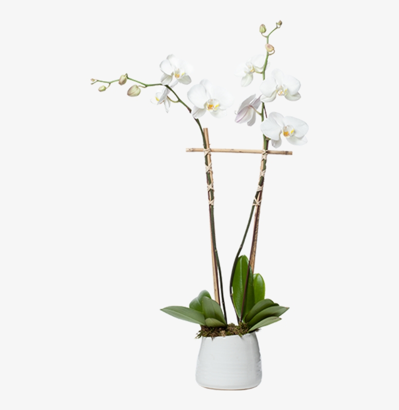 Single Orchid Planter - Moth Orchid, transparent png