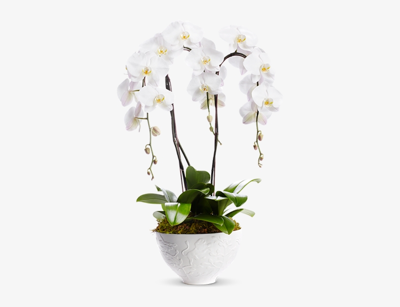 Bouquet8 Mammothorchids 760x570-1 V=1449019742 - Moth Orchid, transparent png