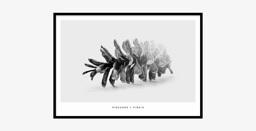 Sale Pinecone Poster - White Pine, transparent png