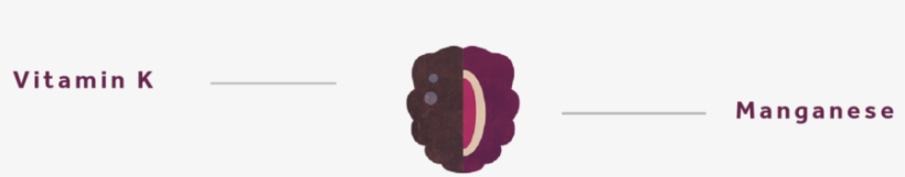 Blackberry-01 - Illustration, transparent png