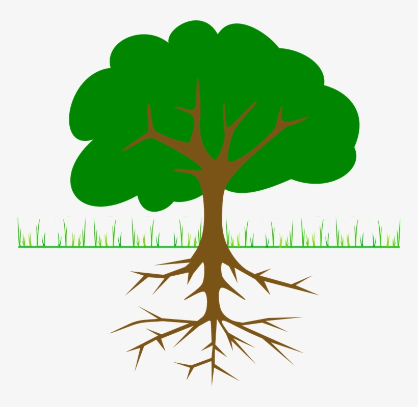 Roots Clipart Tall Tree Stump - Root Cause, transparent png
