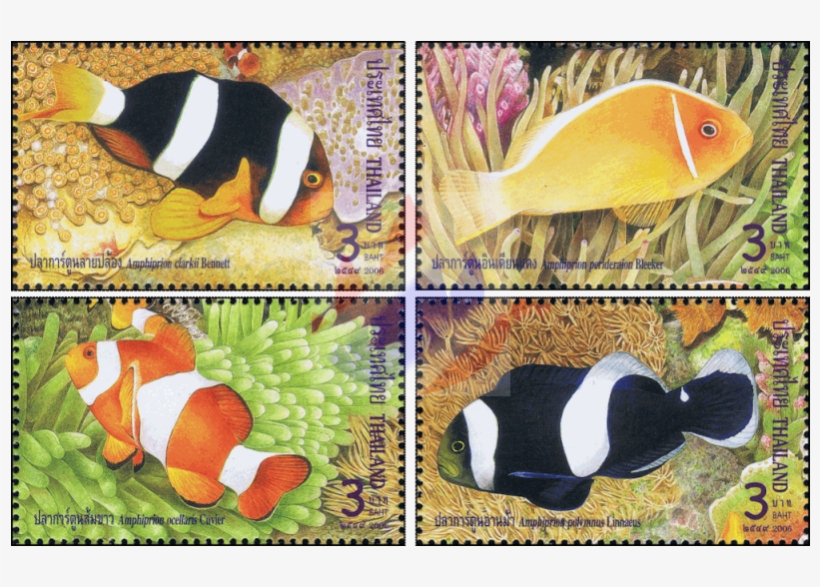 Coral Reef Fish, transparent png