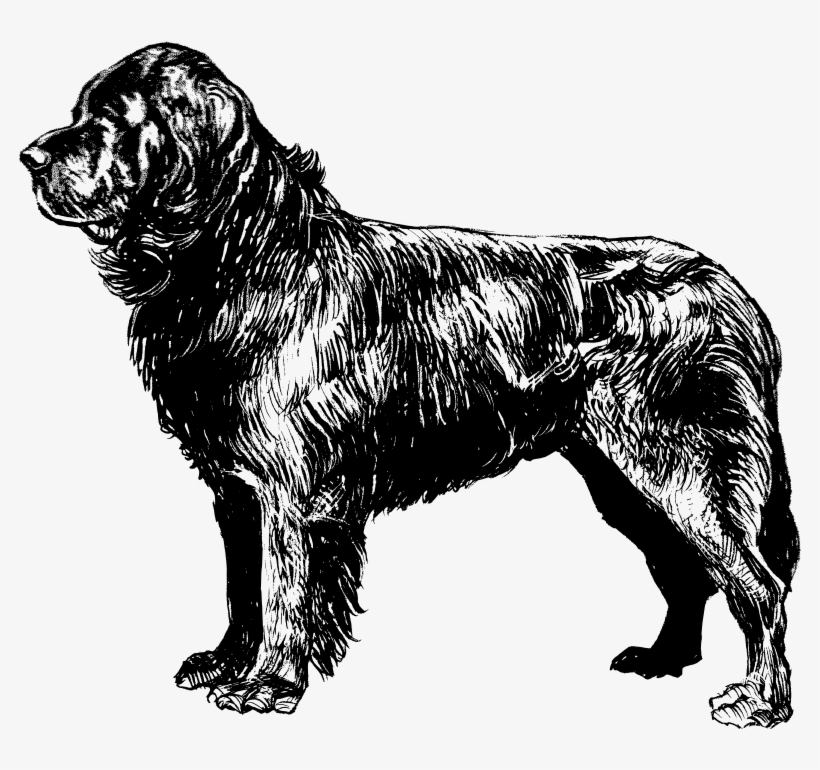 Free Vector Newfoundland - Newfoundland Dog Transparent Background, transparent png