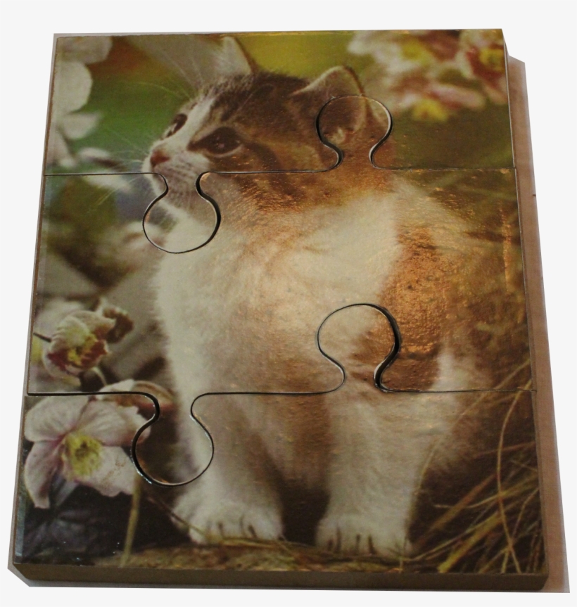 Cat - Asian, transparent png