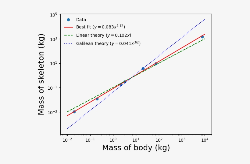 Plot Of Skeleton Masses As Animal Size Increases - Diagram, transparent png