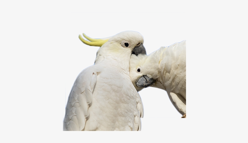 If - Sulphur-crested Cockatoo, transparent png