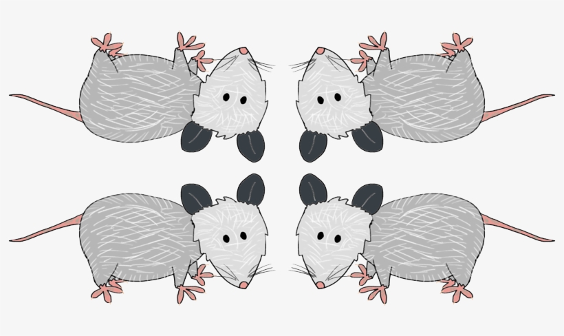 Rat, transparent png