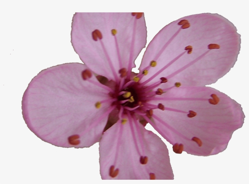 Sakura Blossom Clipart Plum Flower Pencil And In Color - Cherry Blossom Single Flower, transparent png