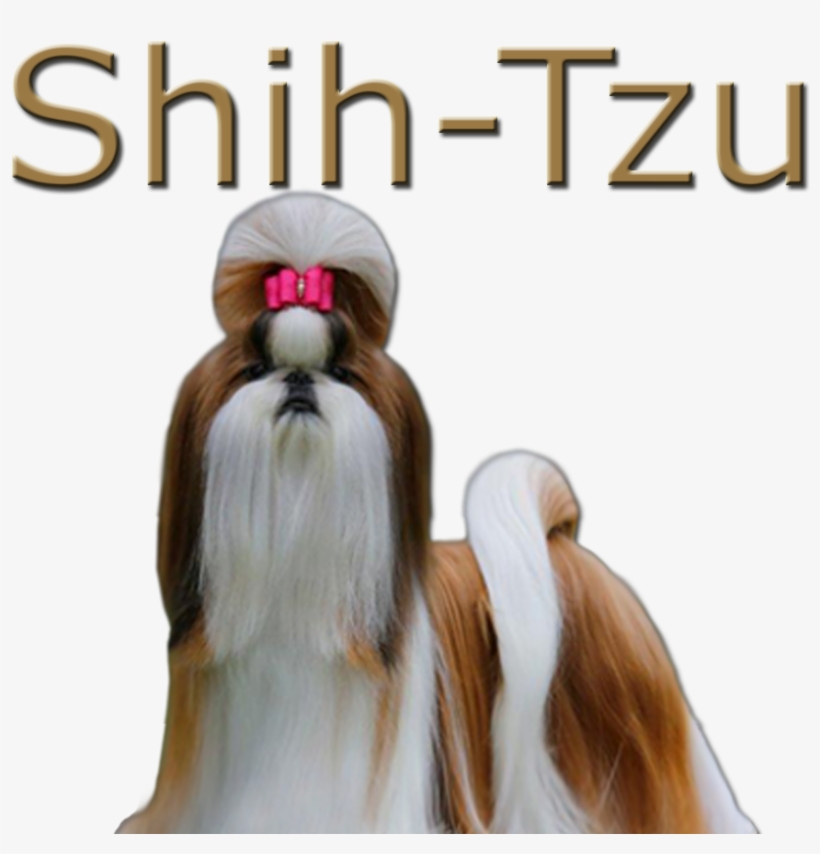 Shih-tzu - Shih Tzu, transparent png