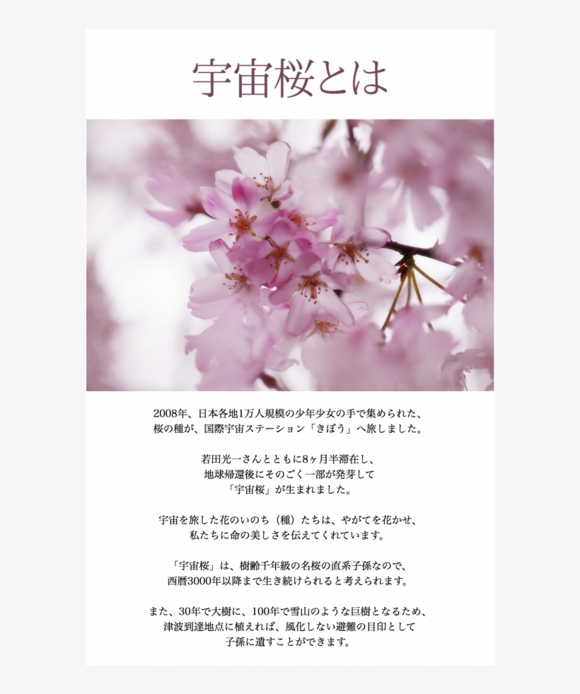 Three Grand Cherry Blossoms Of Japan きぼうの桜 Uchu Sakura - Cherry Tree, transparent png
