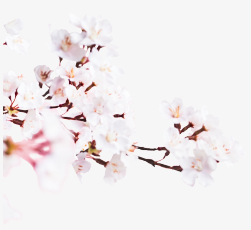 Image - Cherry Blossom, transparent png