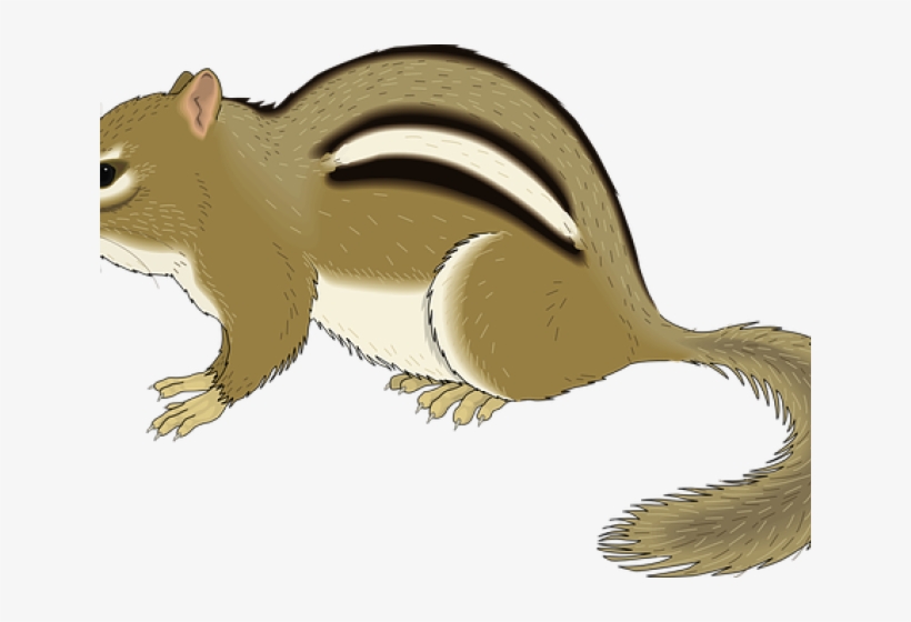 Chipmunk Clip Art, transparent png