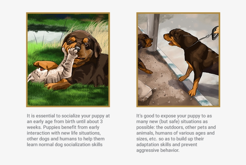 Rottweiler, transparent png