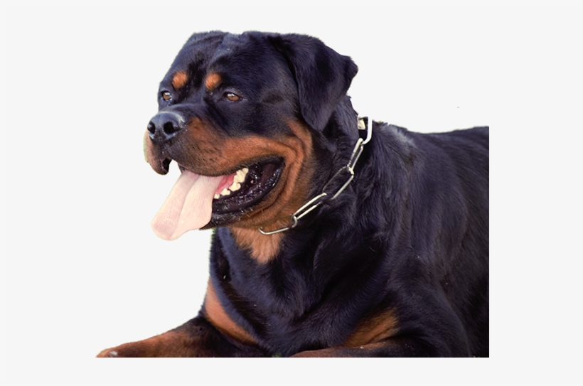 Www - Dkvrottweilers - Com - Dog Yawns, transparent png