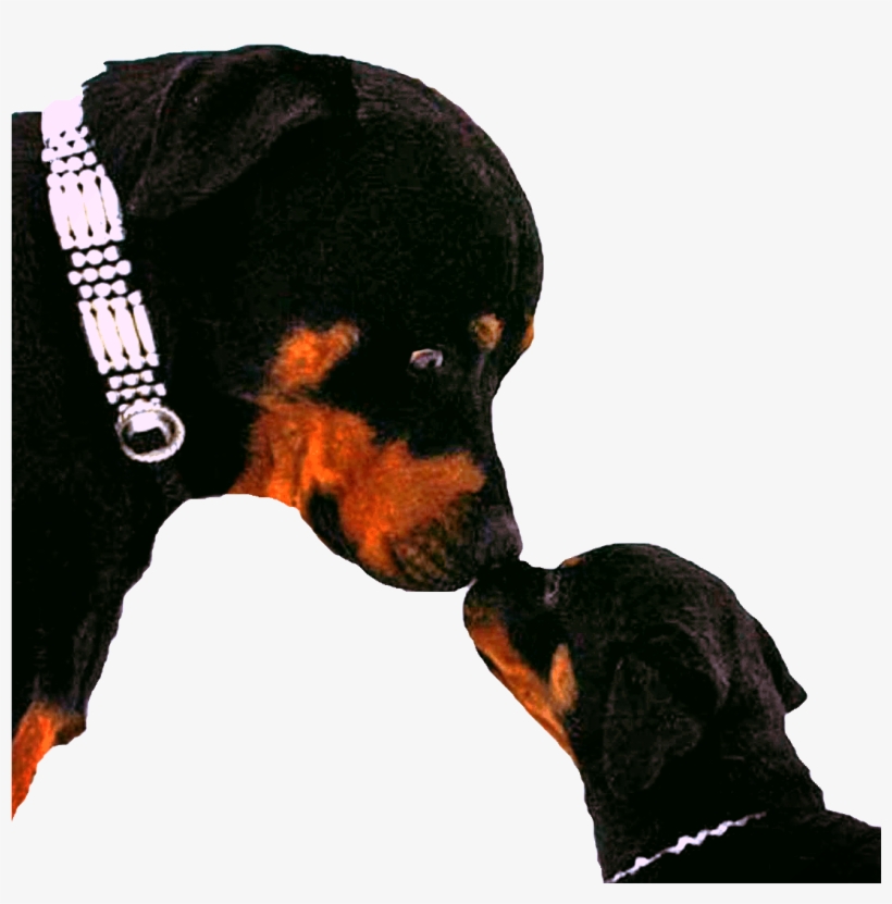 Dog Yawns, transparent png