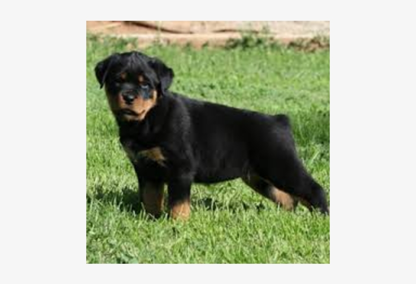 Home Raised Rottweiler Puppies Available, - German Shepherd Boxer Doberman, transparent png
