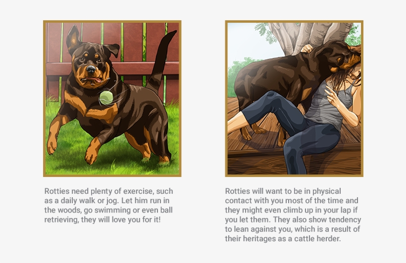 Rottweiler Dog Rottweiler Royal 662x534 Png Download Pngkit