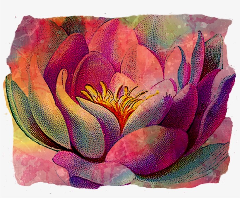 Textured Lotus - Sacred Lotus, transparent png