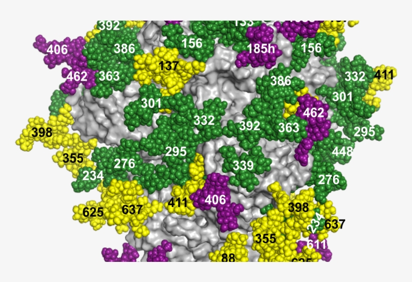Hiv Glycan Shield, transparent png