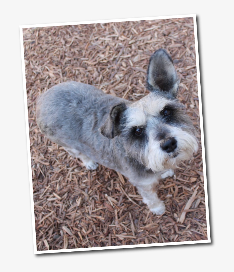 Funny Faces Dog Boarding In Fresno - Small Terrier, transparent png