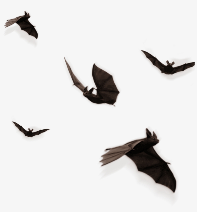 Download Transparent Bats Sticker - Halloween - PNGkit