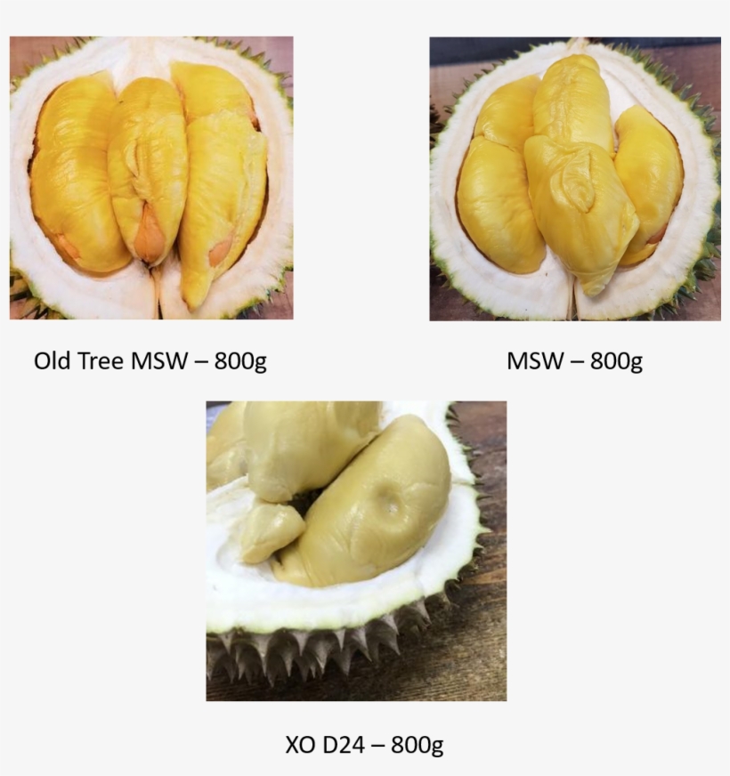 Premium Durian - Cempedak, transparent png