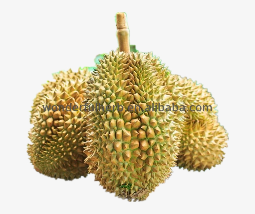 Hot Sell Raw Jackfruit Seeds Nutrition Powder Durian - Durian, transparent png