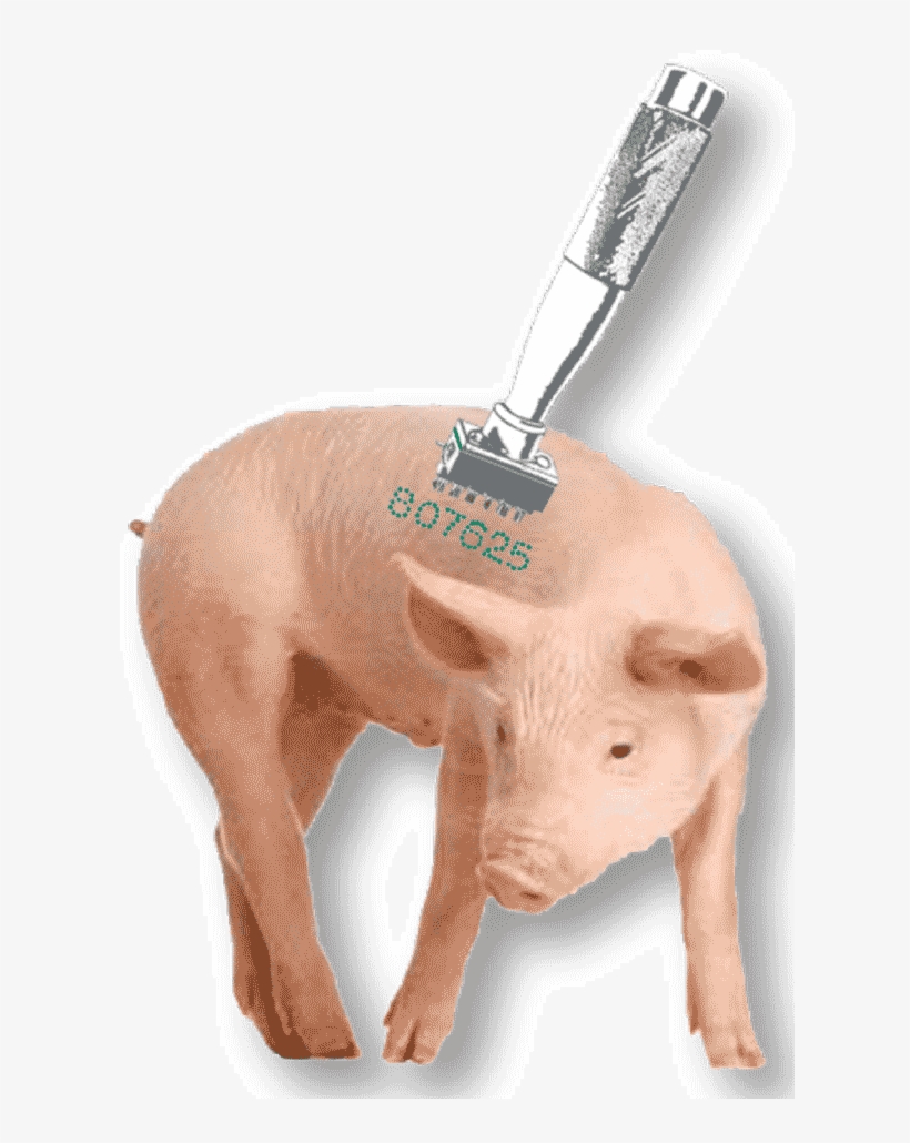 Baby Pig Body Tattoo Characters - Pig On White Background, transparent png