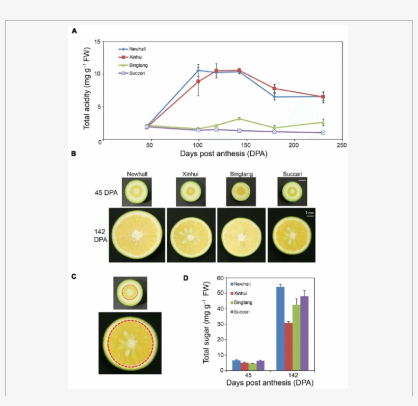 Acid And Sugar Metabolic Changes During Orange Fruit - Lemon Fruit Bud Development Stage, transparent png