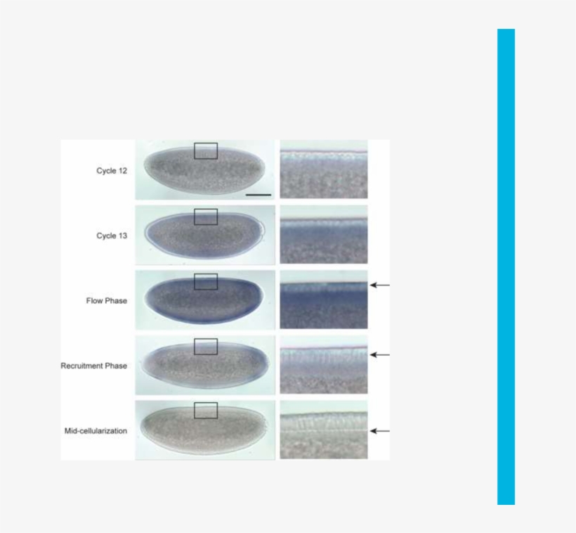 Dunk Is Transiently Transcribed At The Onset Of Cellularization - Airliner, transparent png