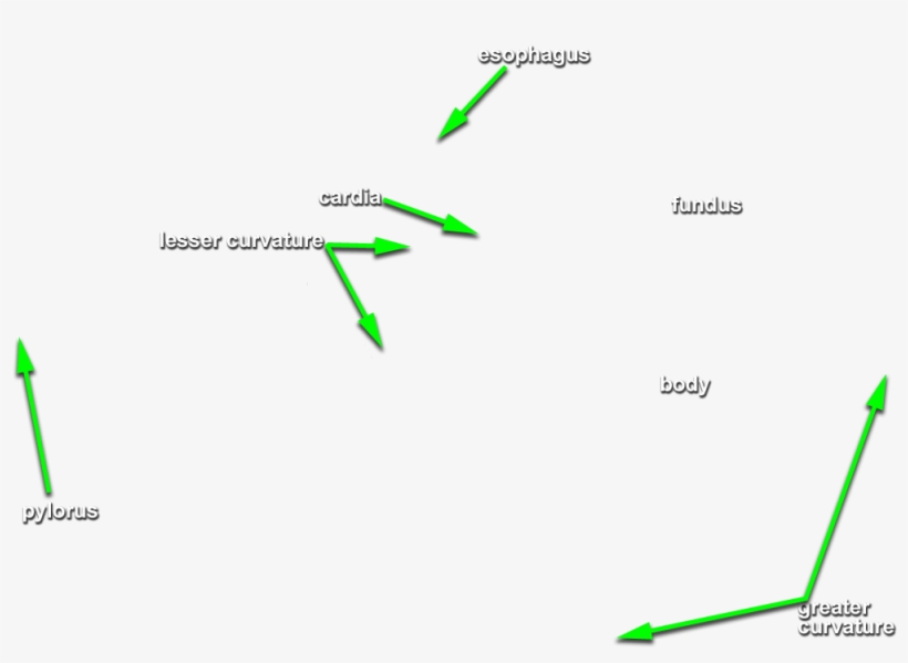 Identify Each Of The Following And Label Them On Your - Diagram, transparent png