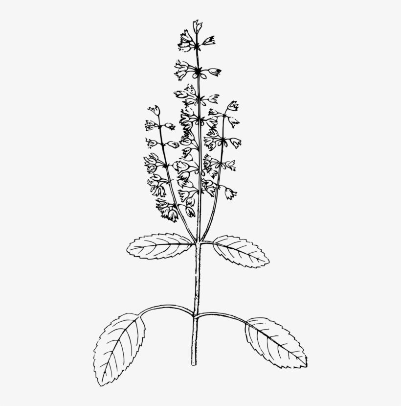 Basil Png Black And White - Basil Plant Black And White Clipart, transparent png
