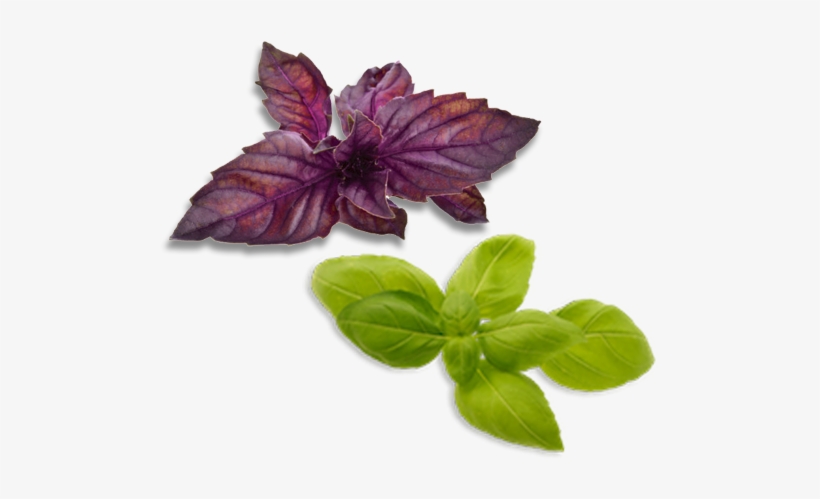 Basil Bundle - Basil, transparent png
